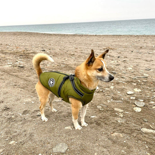 Waterproof Dog Coat with Built-in Harness – Warm, Weather-Resistant Dog Jacket for All Breeds